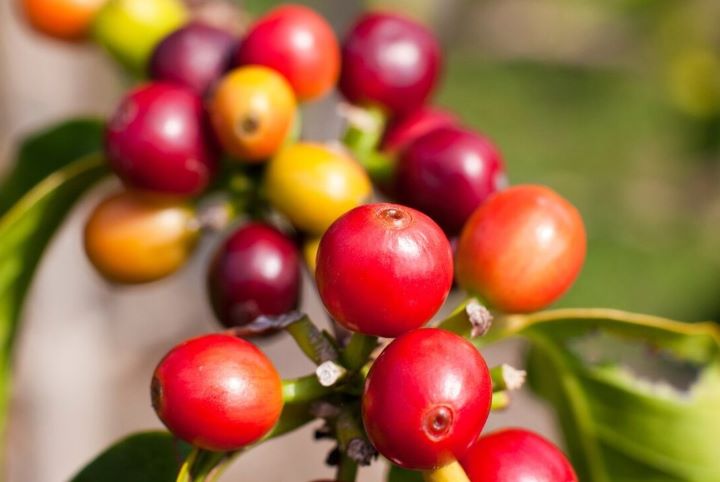 Specialty Grade Coffee - What's the big deal, anyway?